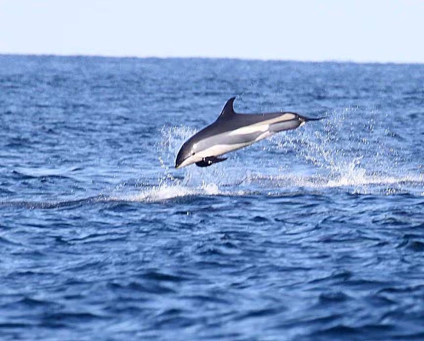 Dauphin à flancs blancs, photo 3 sur 5