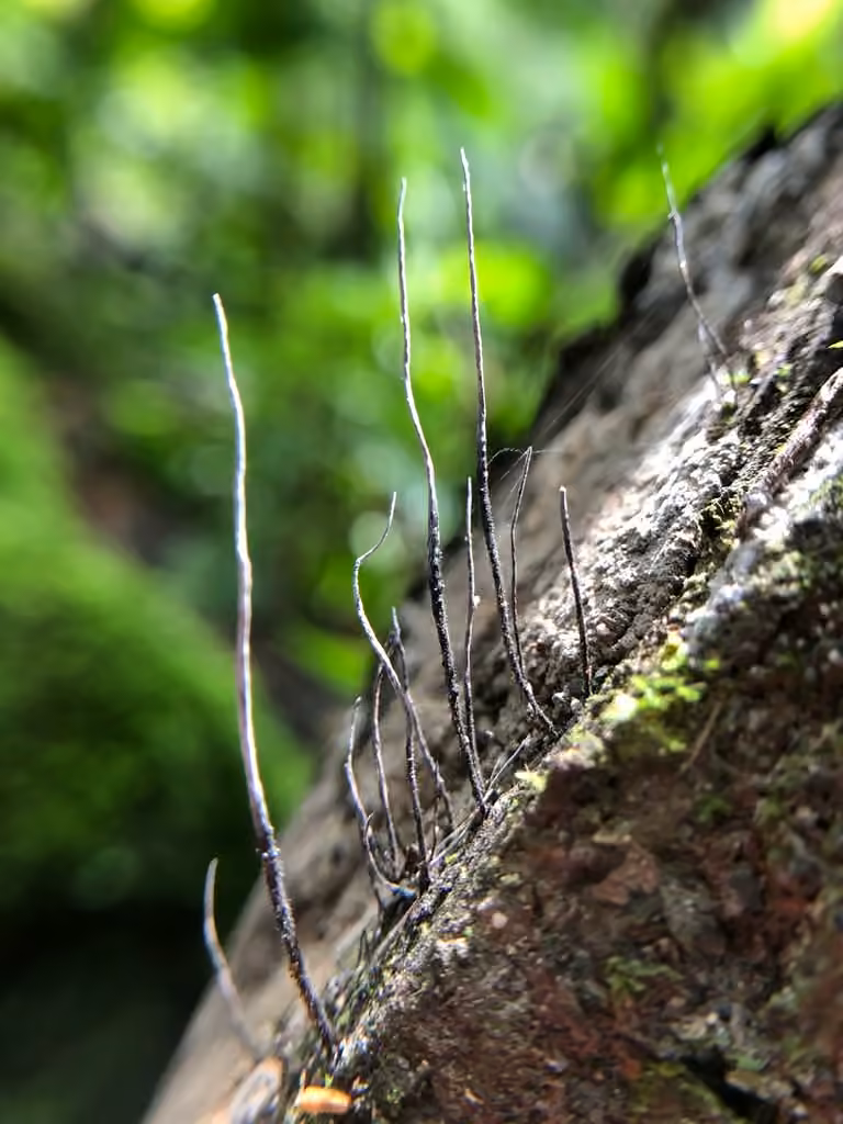 Xylaire filiforme, photo 2 of 5
