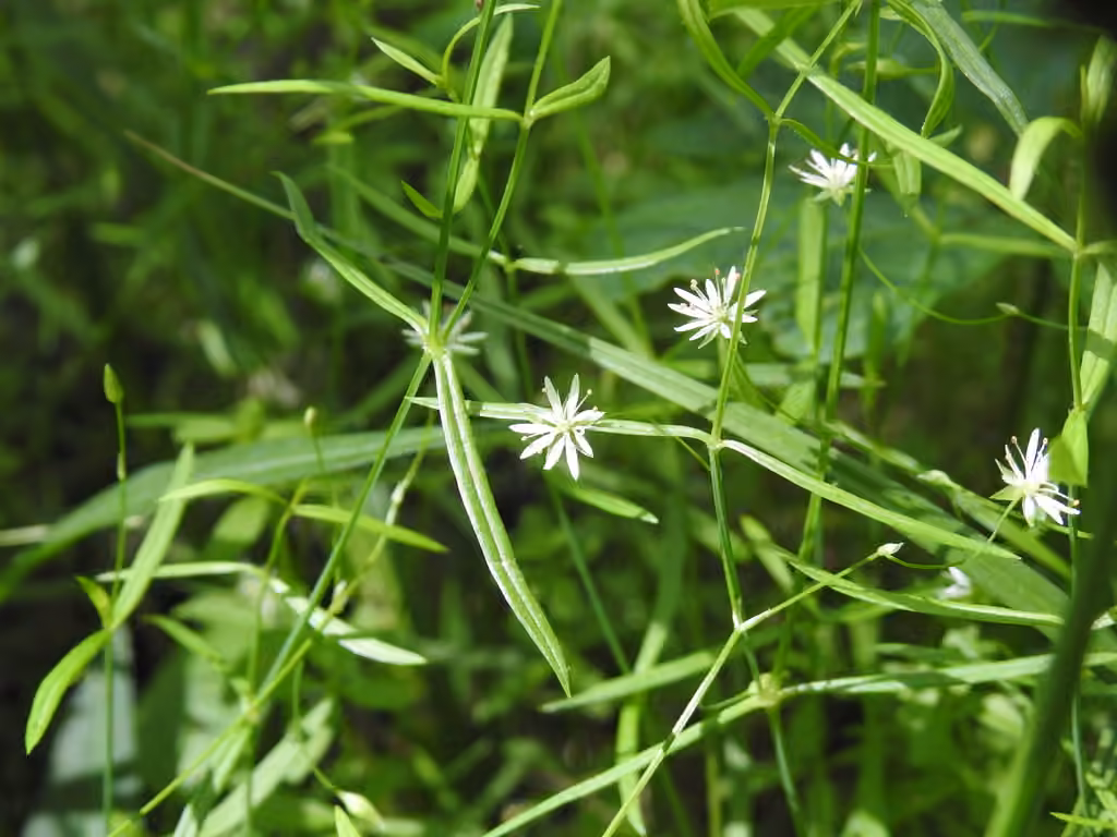 Stellaire à longues feuilles, photo 1 sur 5
