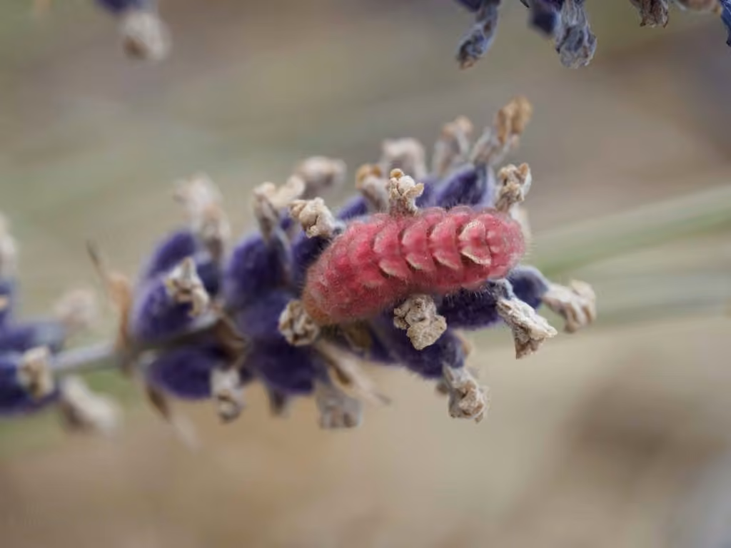 Porte-queue gris, Chenille
