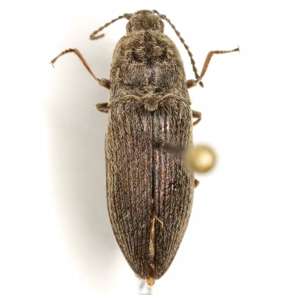 Inflated click beetle, photo 2 of 5