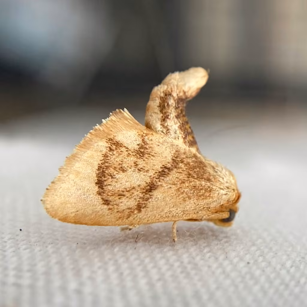 Abbreviated Button Slug Moth, Mâle