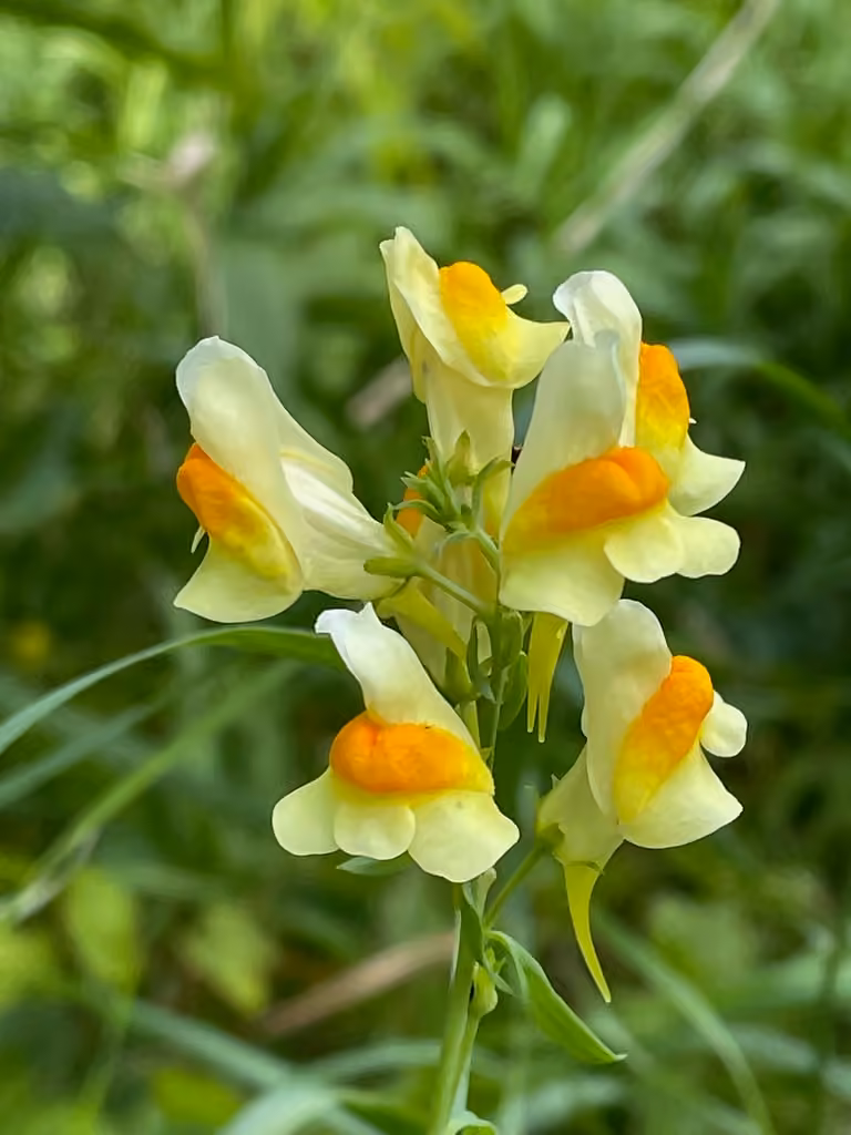 Yellow toadflax, In flower