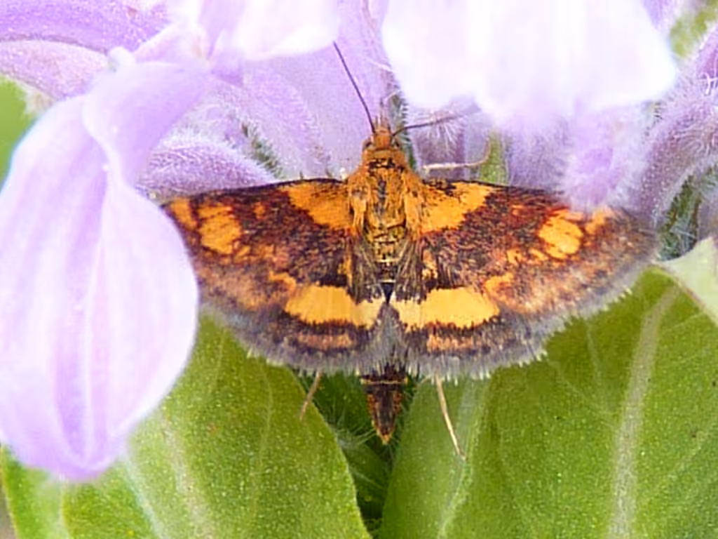 Orange Mint Moth, photo 2 sur 5
