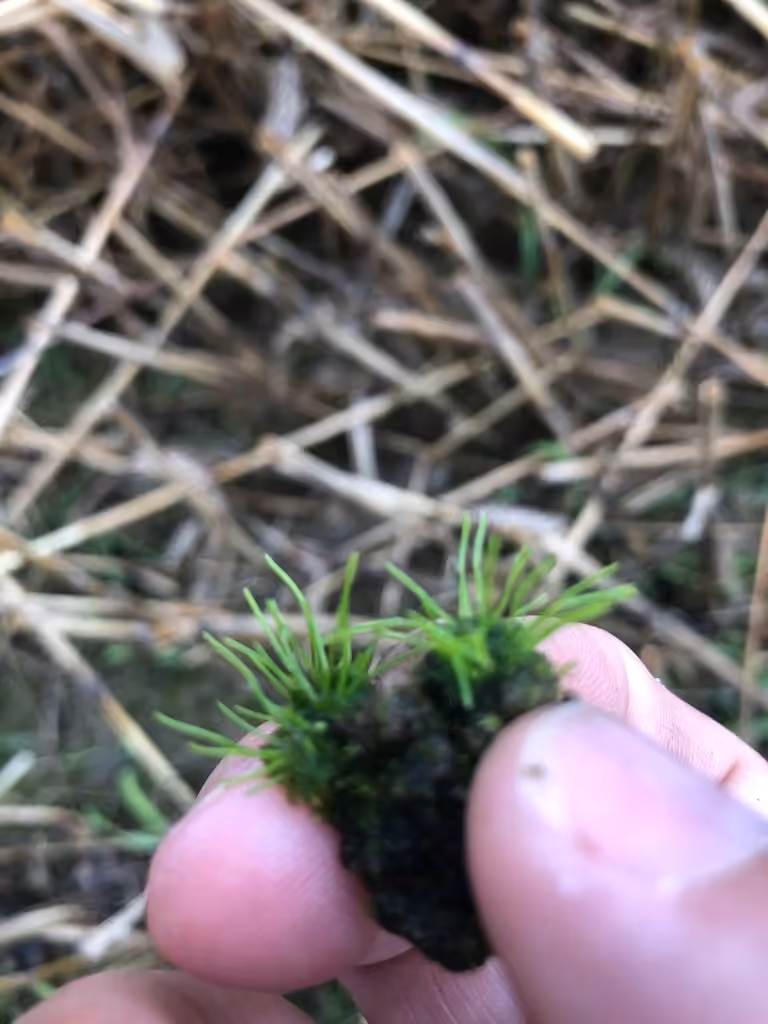Field Hornwort, photo 3 of 5