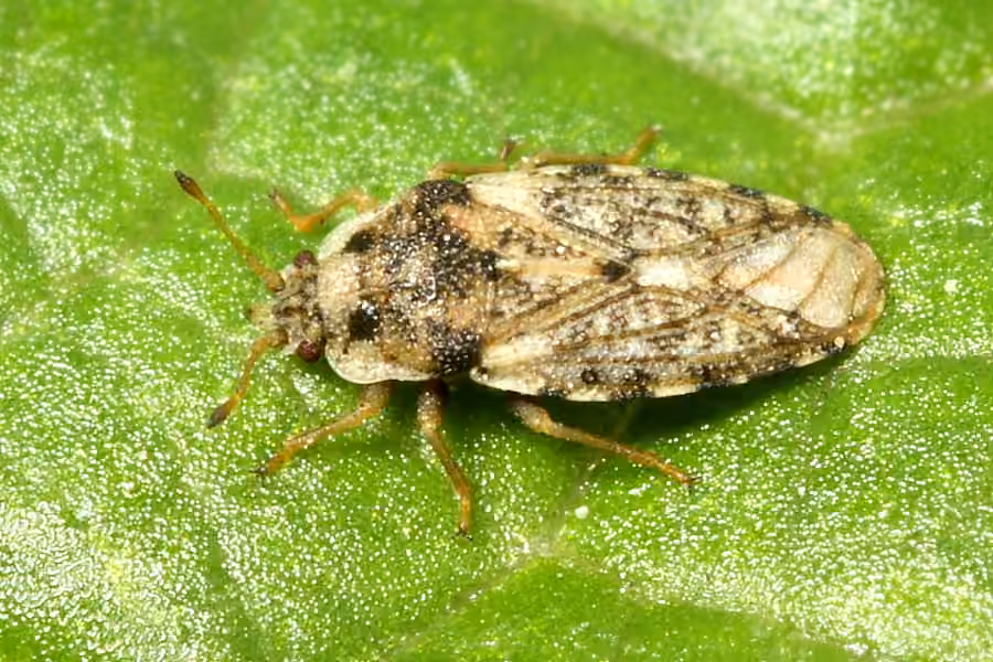 Parapiesma cinereum