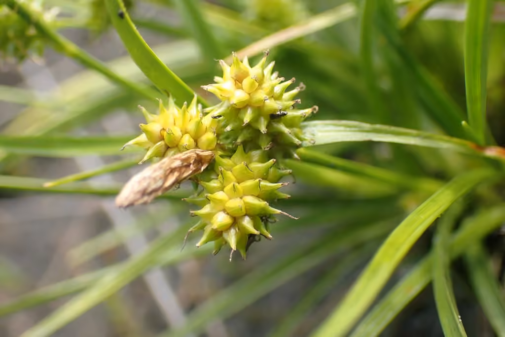Carex verdâtre, photo 3 sur 5
