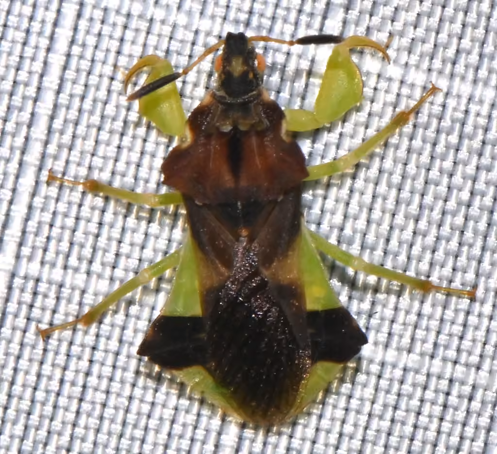 Pennsylvania Ambush Bug, photo 1 of 5