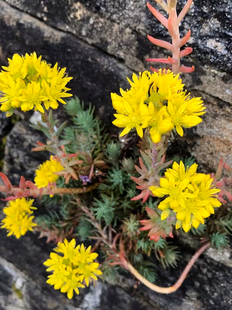 Jenny's stonecrop, photo 1 of 5