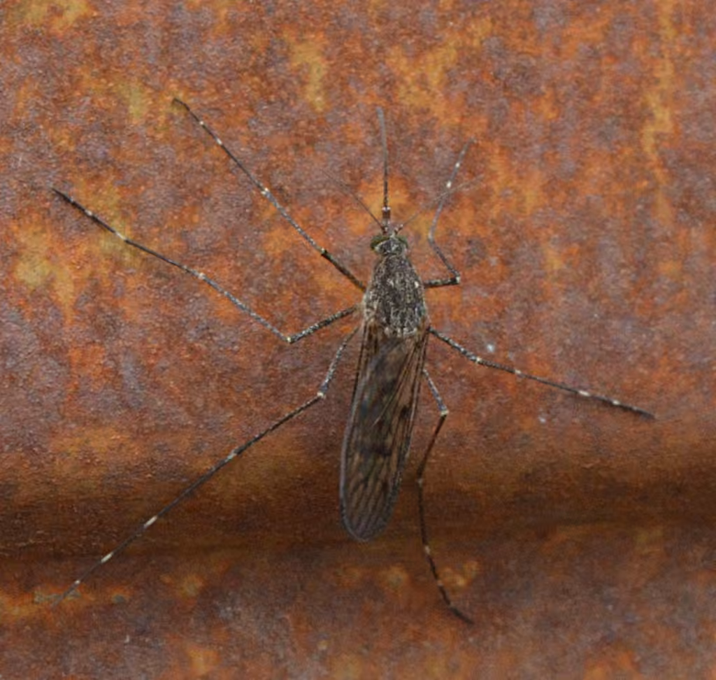 Alaskan winter mosquito, photo 3 of 5