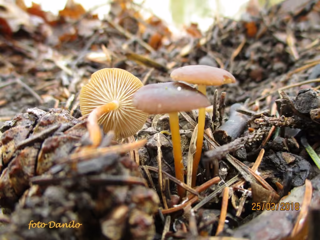 Sprucecone Cap, photo 3 of 5