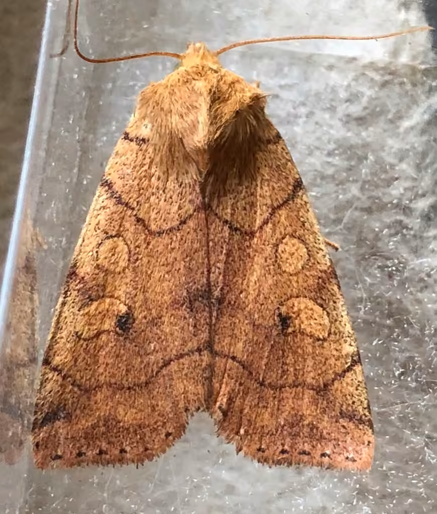 Etched Sallow