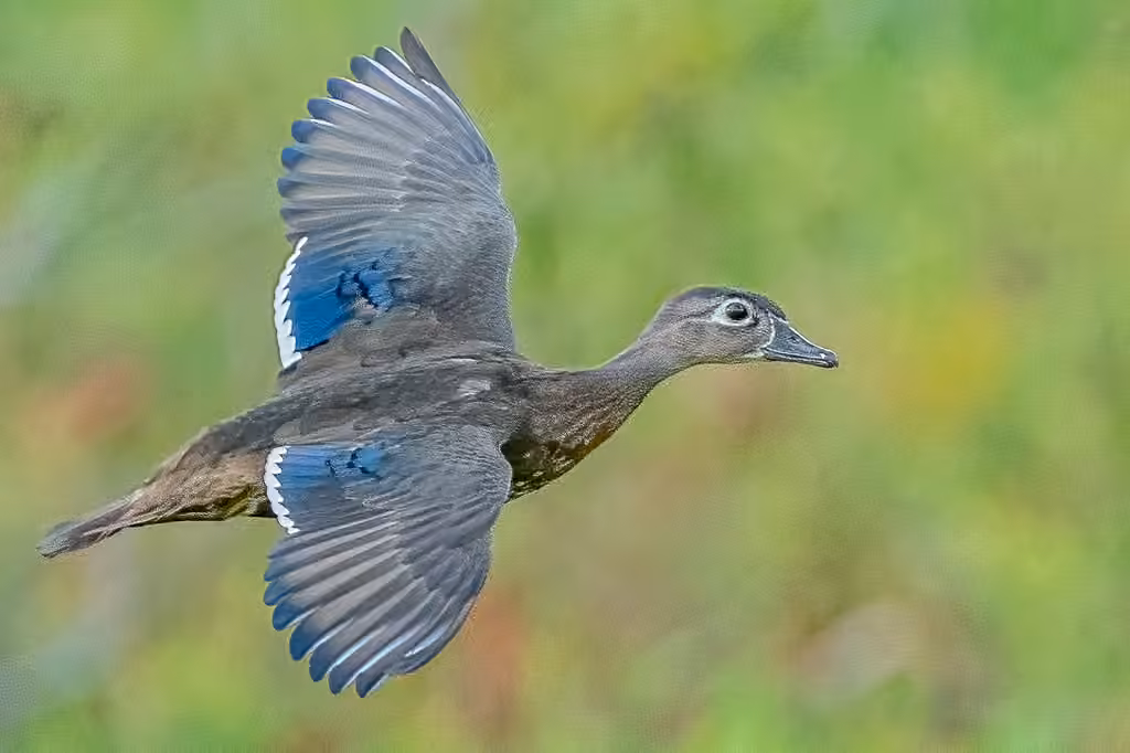 Canard branchu, Femelle