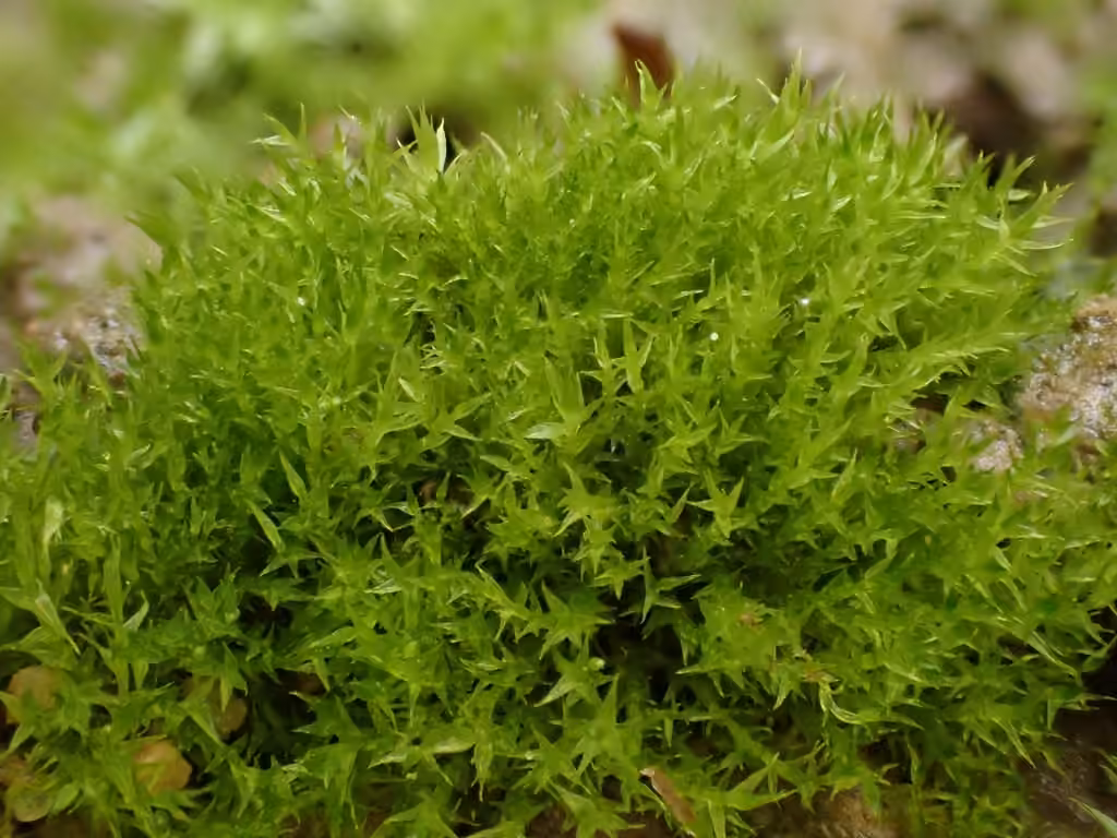 Field Forklet-moss, photo 3 of 5
