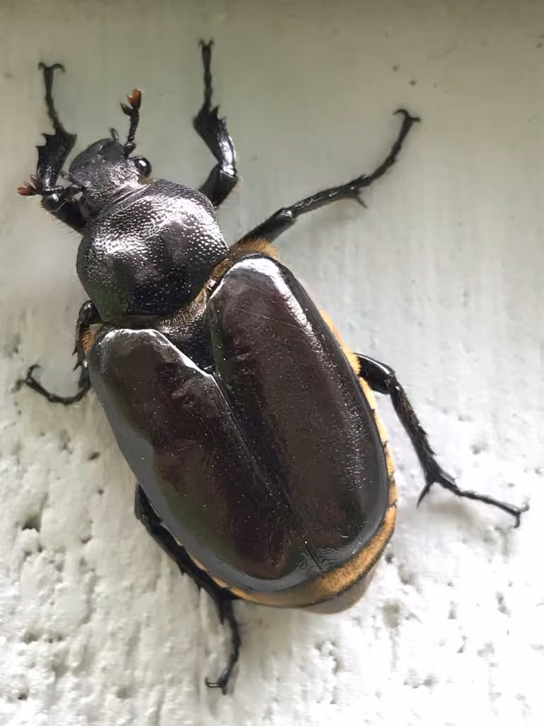 Hermit Flower Beetle, photo 2 of 5