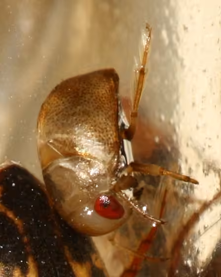 Neoplea striola