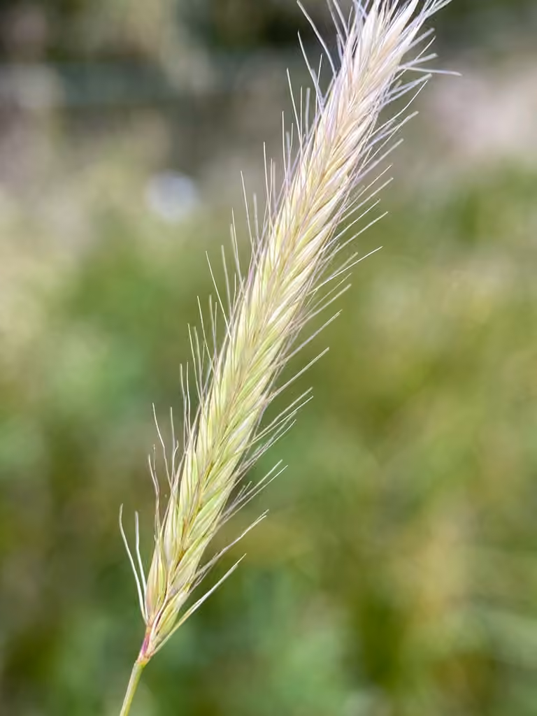 Orge des prés