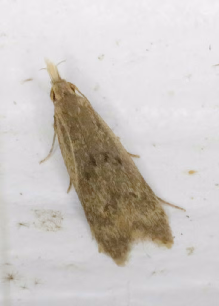 Many-spotted Dichomeris Moth, Adulte