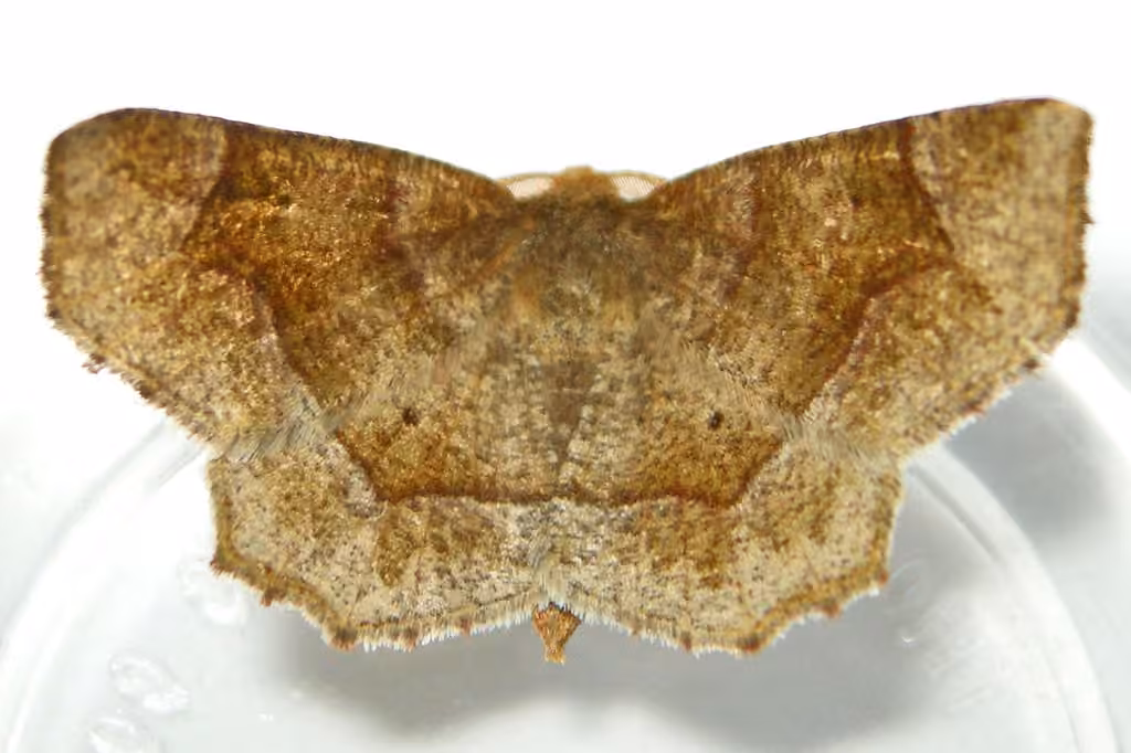 Common Metarranthis Moth, Adulte