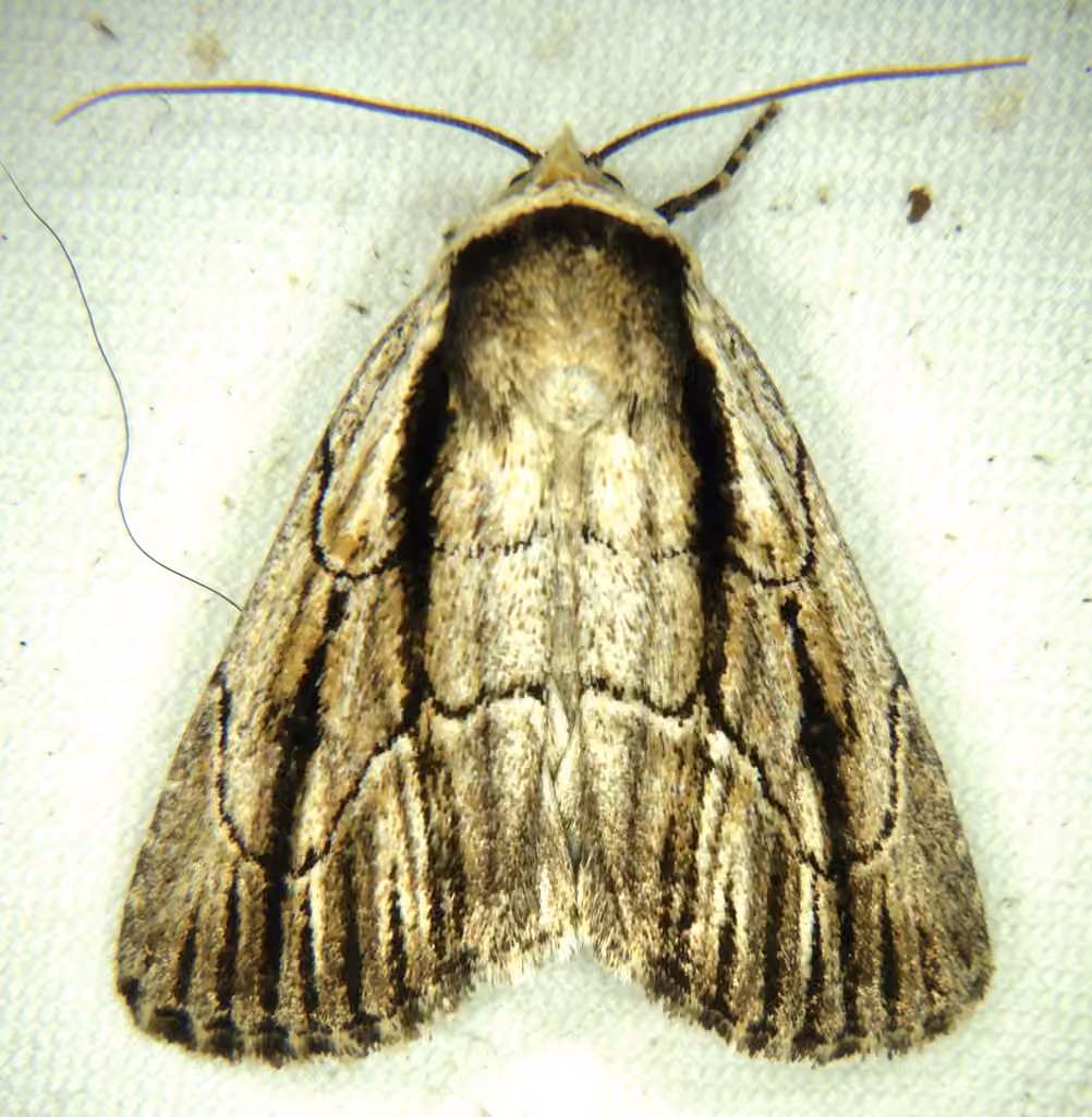 honeysuckle budworm, Adult