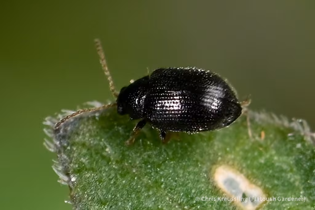 Potato Flea Beetle, Adult