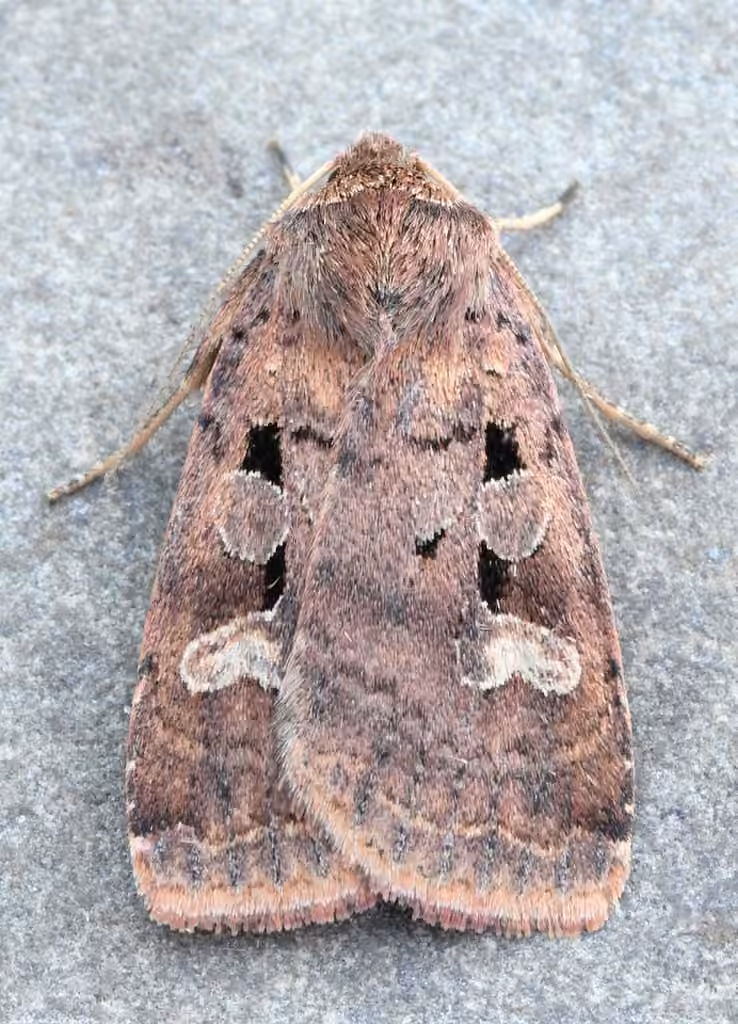Smaller Pinkish Dart, Adult