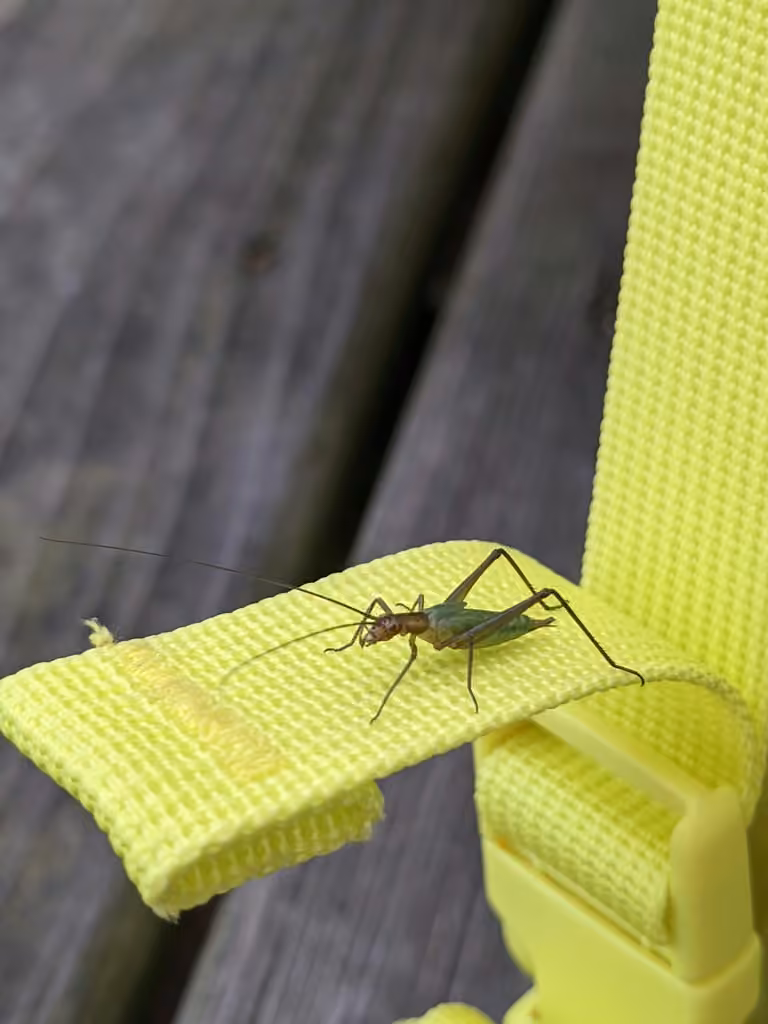 Pine Tree Cricket, Nymph