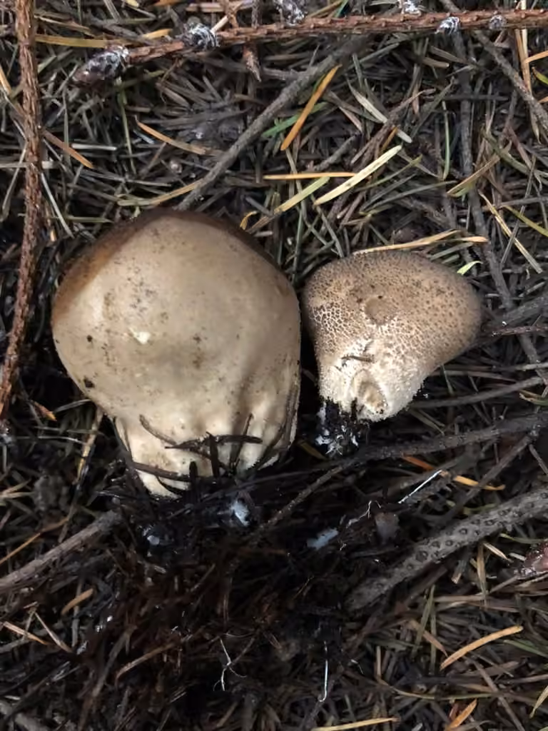 Umber-brown Puffball, photo 1 of 5