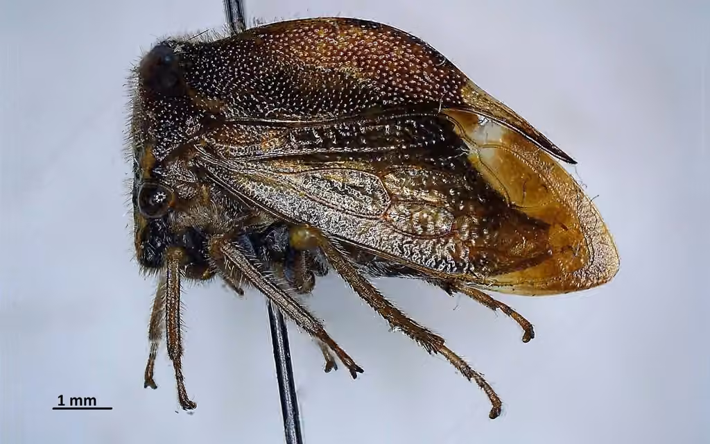 Cérèse buffle bigarrée, photo 3 sur 5