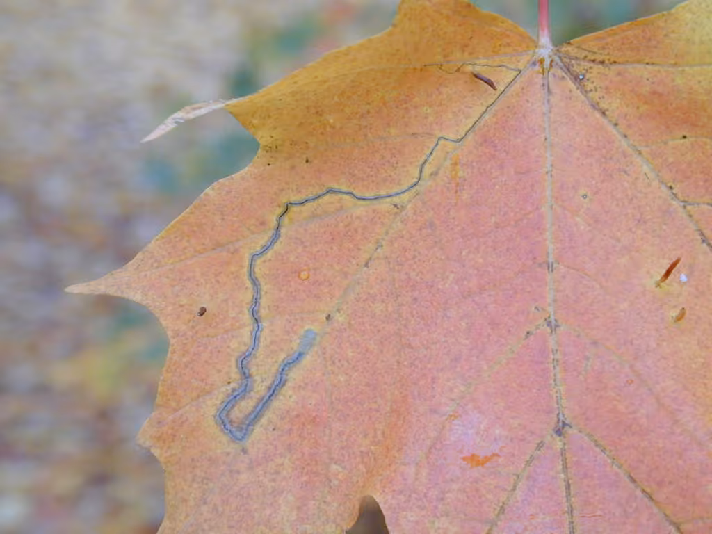 Glaucolepis saccharella, photo 1 of 5