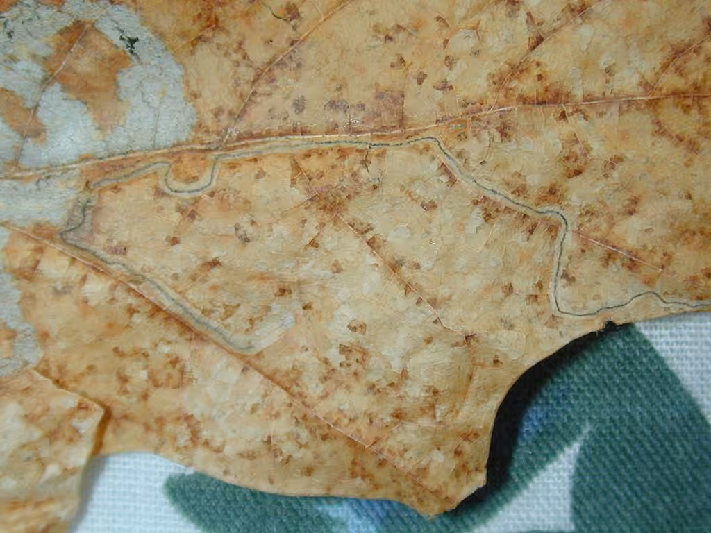 Glaucolepis saccharella, photo 3 of 5