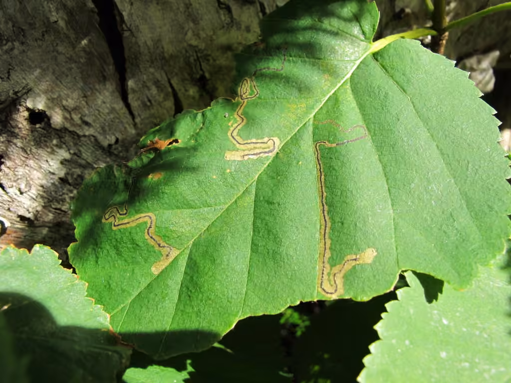 Drab Birch Pigmy, photo 1 of 5