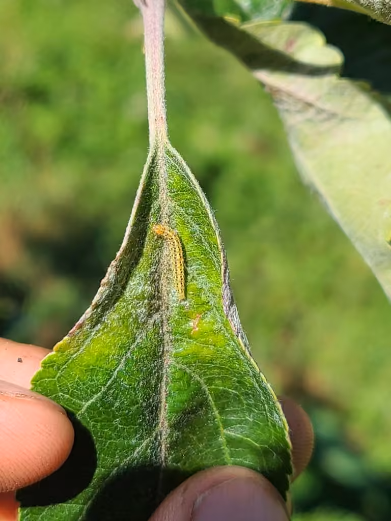 Apple Leaf Skeletonizer Moth, Caterpillar