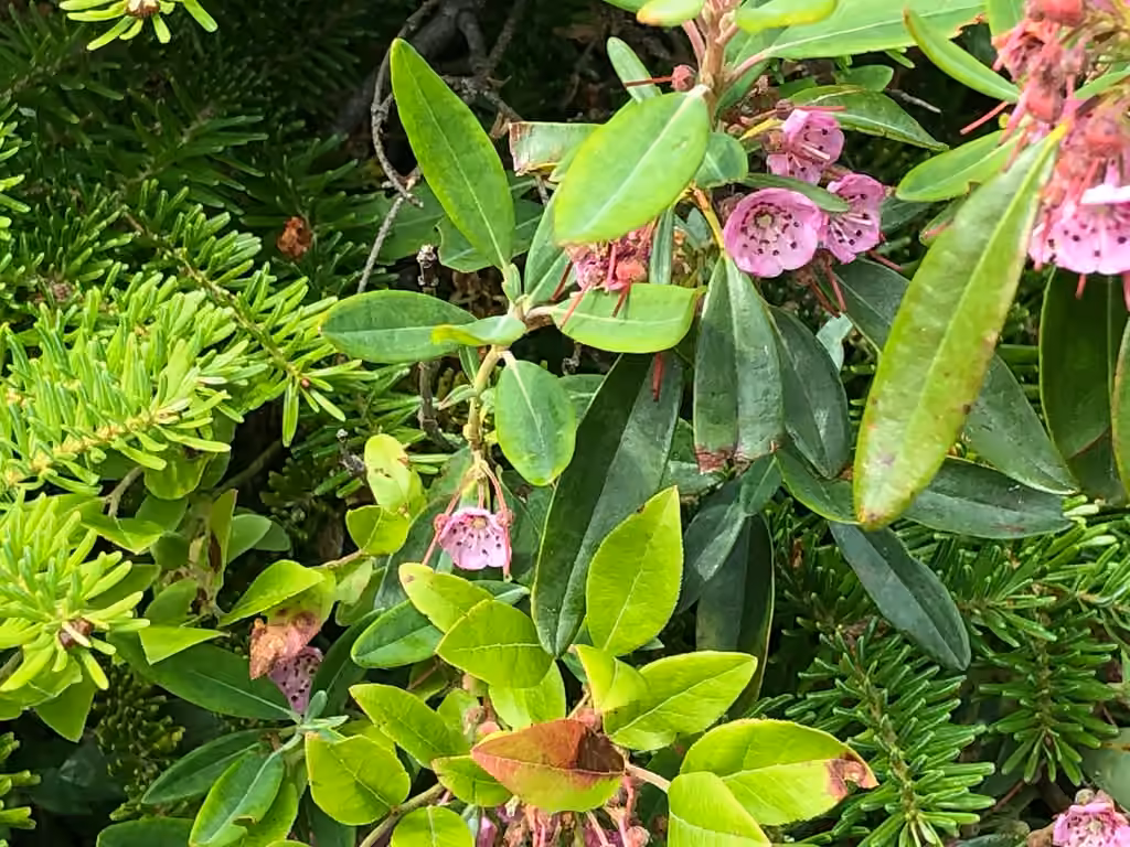 Kalmia à feuilles étroites, En fleurs
