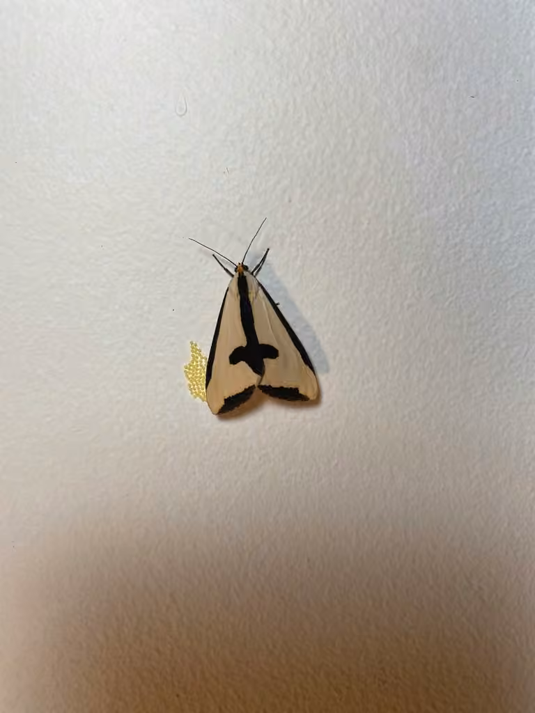 Clymene Moth, Eggs