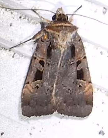 Morrison's Sooty Dart, Adult