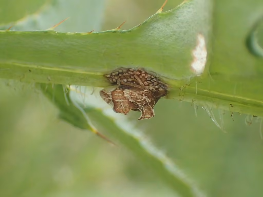 Keeled Treehopper, Eggs
