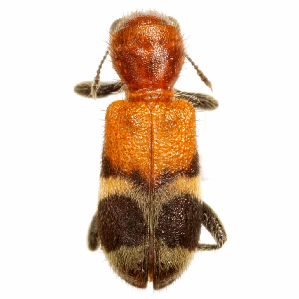 Black-footed checkered beetle, photo 3 of 5
