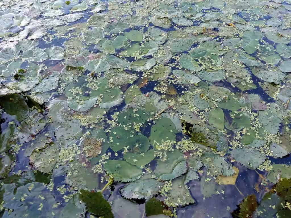 Spirodèle polyrhize, En fruits