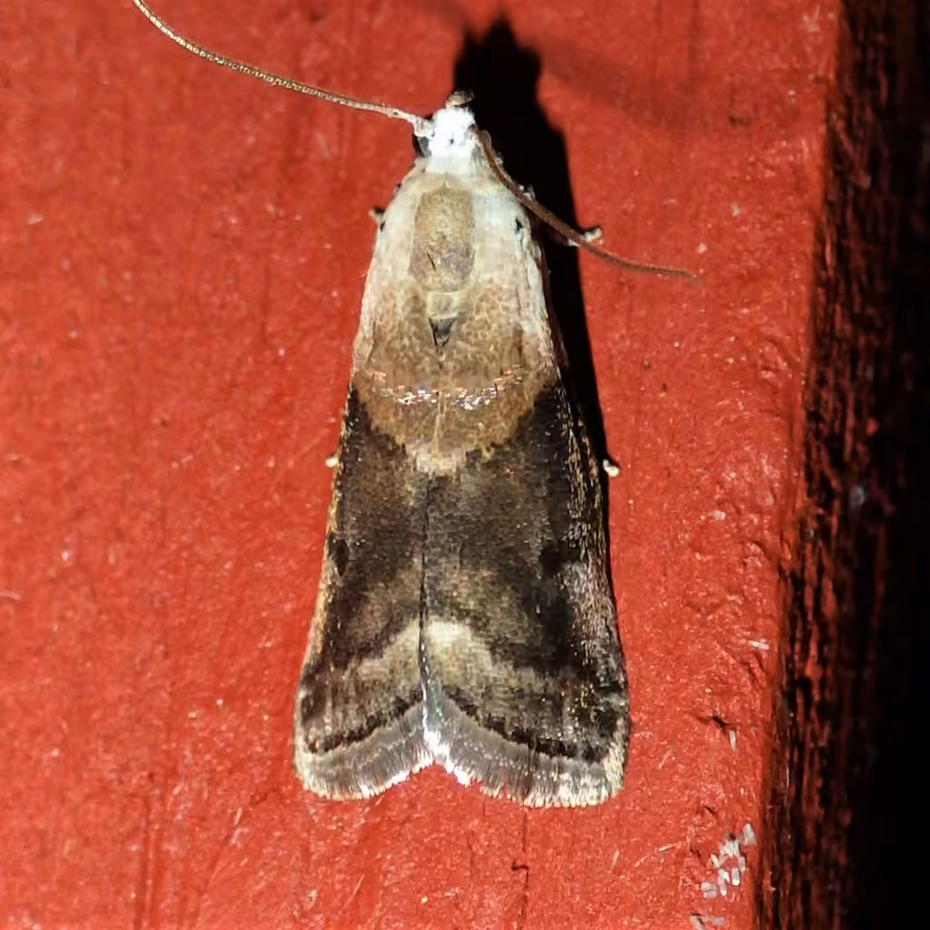 Mantled Acrobasis Moth, Adult