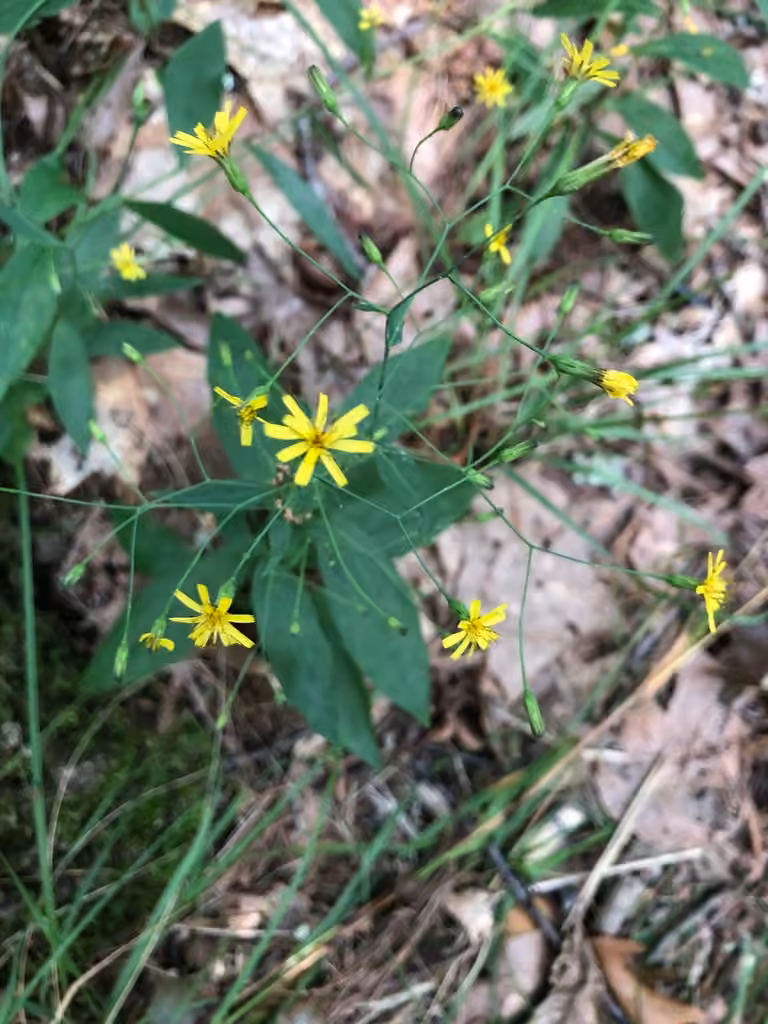 Allegheny hawkweed, In flower