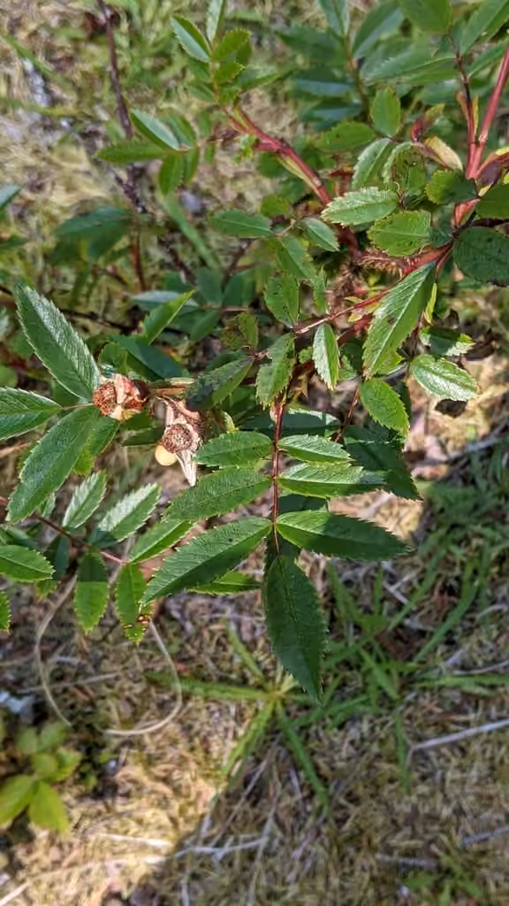 Shining rose, In fruit