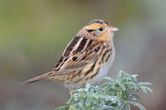 Le Conte's Sparrow, photo 3 of 5