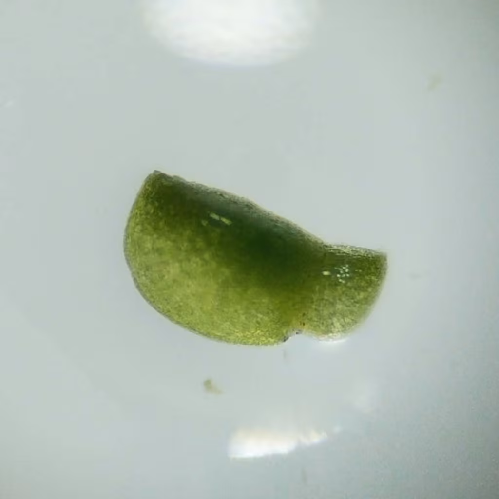 Dotted watermeal