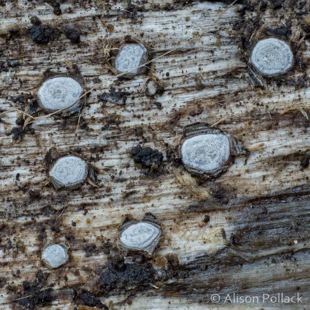 Propolis farinosa, photo 3 sur 5