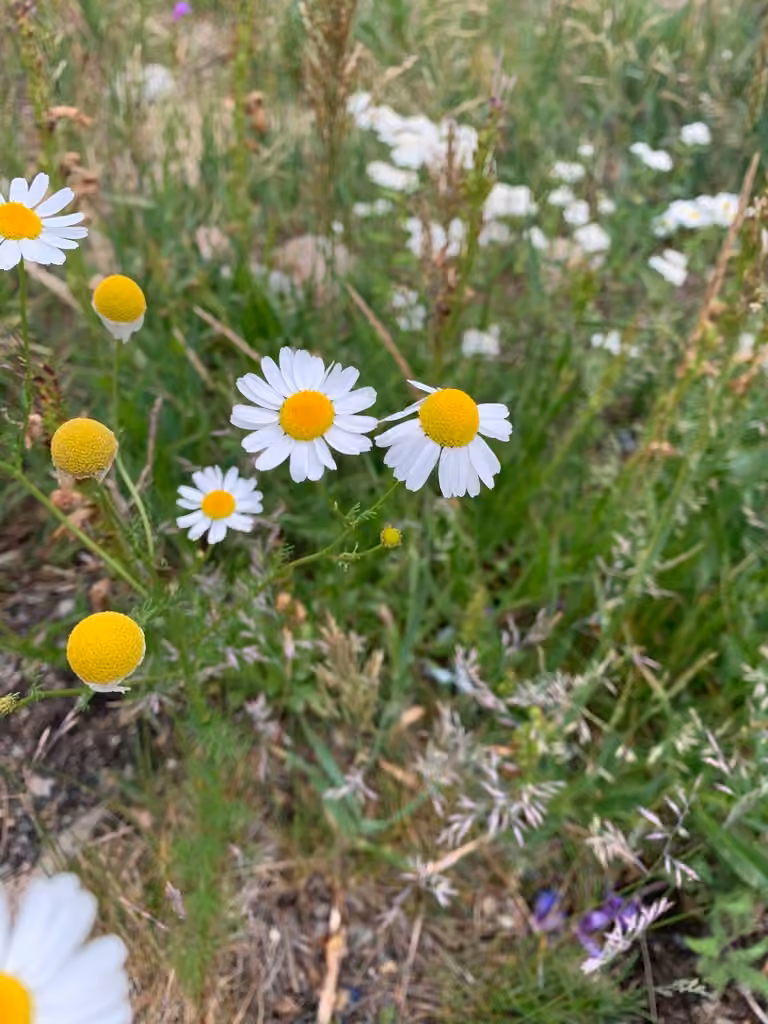 Scentless false mayweed, In flower