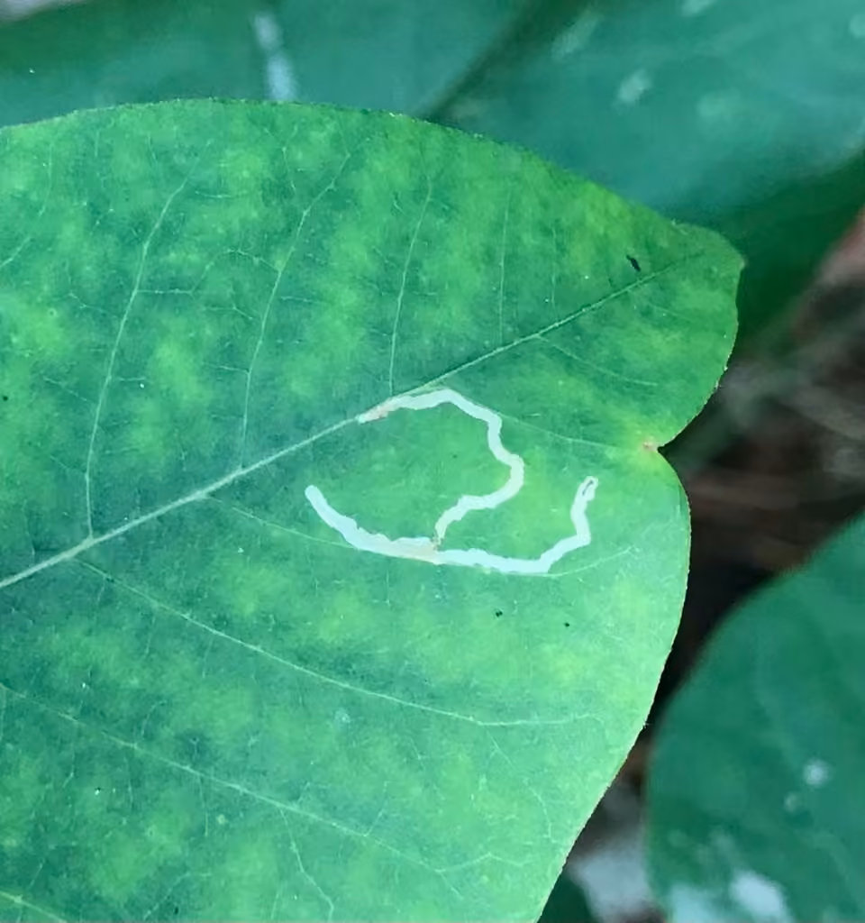Sumac Leaf Blotch Miner Moth, Caterpillar