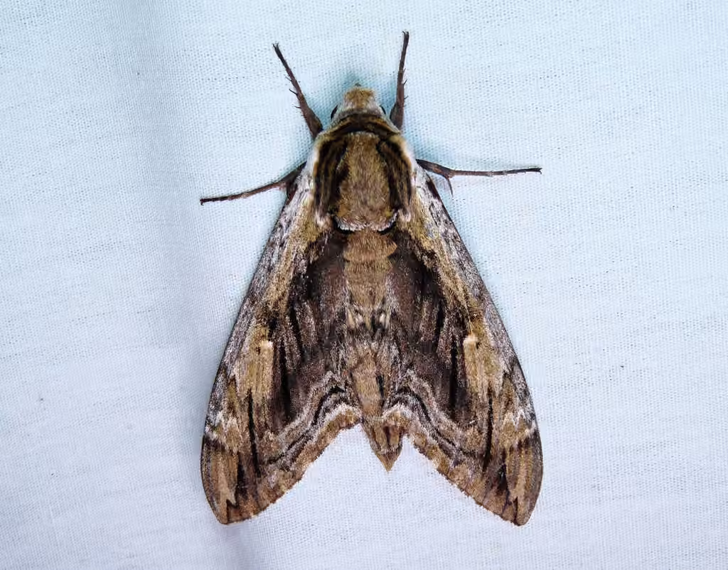 Elm Sphinx, photo 3 of 5