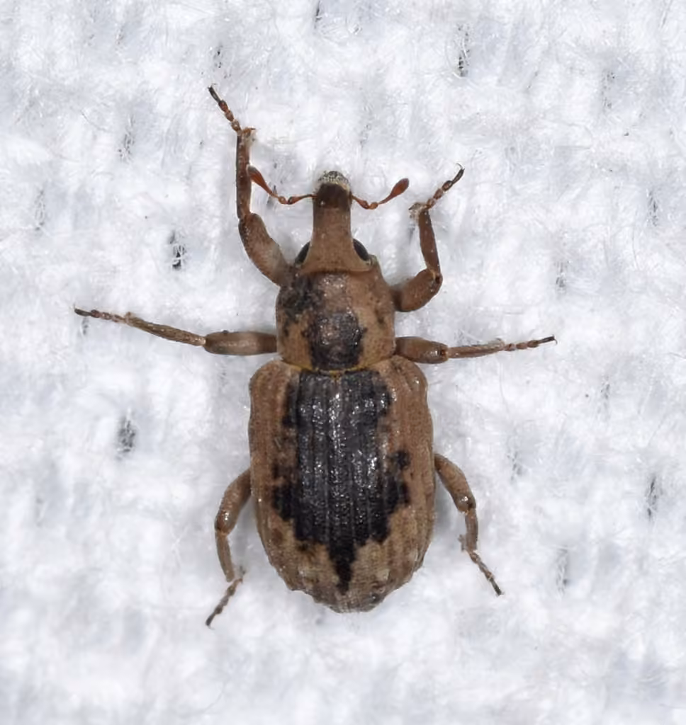 Rice water weevil, photo 3 of 5