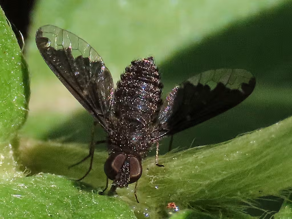 Sinuous Bee Fly, Adult